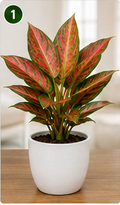 Aglaonema Red
