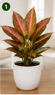 Aglaonema Red