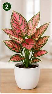 Aglaonema Pink