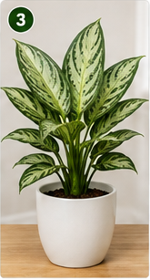 Aglaonema Silver Queen