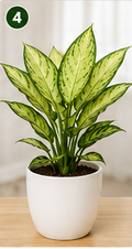 Aglaonema Snow White
