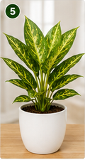 Aglaonema Golden