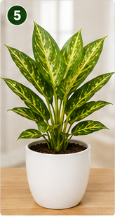 Aglaonema Golden