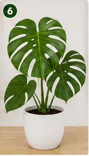 Monstera Deliciosa