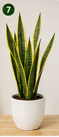 Snake Plant