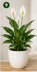 Peace Lily