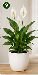 Peace Lily