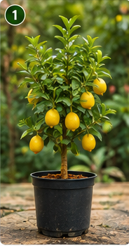 Lemon Plant – Healthy Fruit Plant for Home & Garden