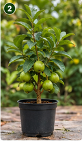Guava Plant