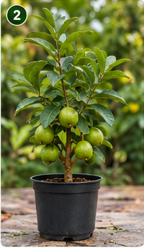 Guava Plant