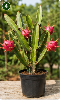 Dragon Fruit Plant