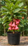 Water Apple Plant