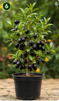 Jamun Plant